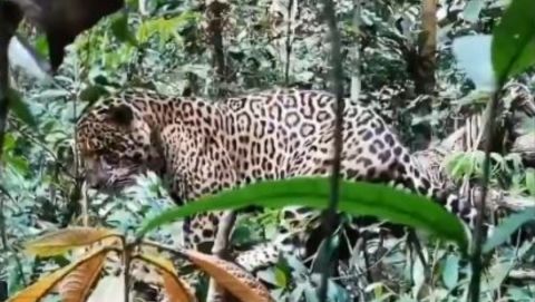 Impactante avistamiento de jaguar en la selva del Amazonas colombiano